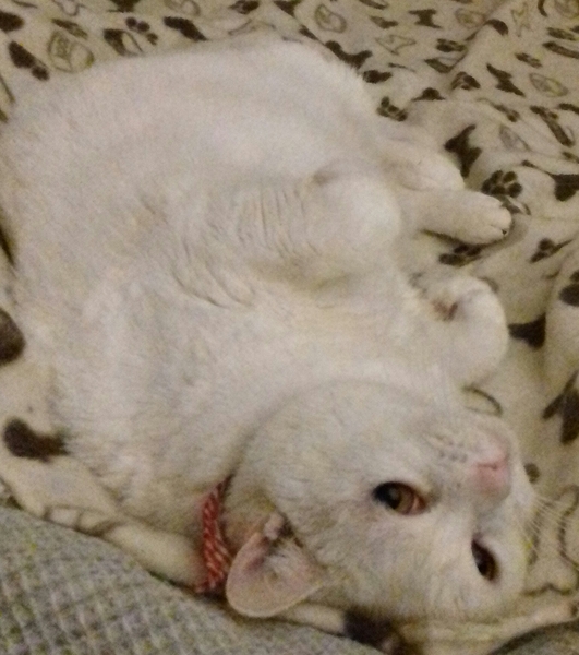 What's your DCat up to today? Episode 6, Return of the... Cats?