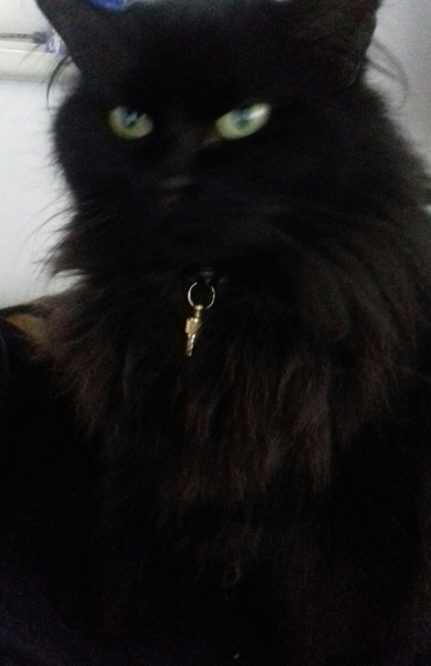 What's your DCat up to today? Episode 6, Return of the... Cats?