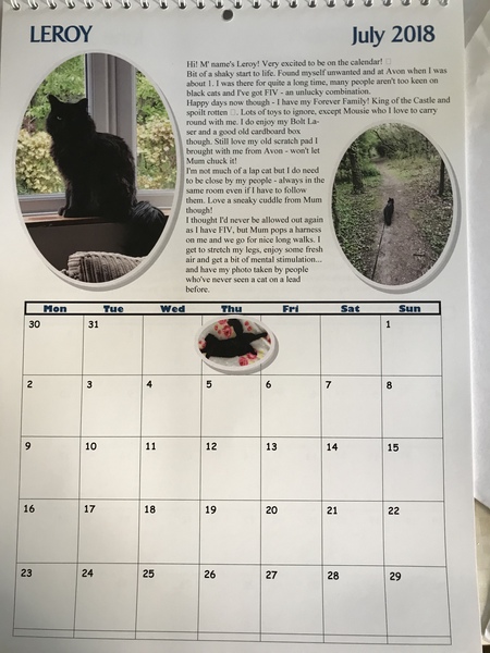What's your DCat up to today? Episode 6, Return of the... Cats?