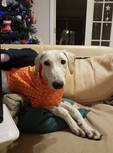 Calling all sighthound owners!