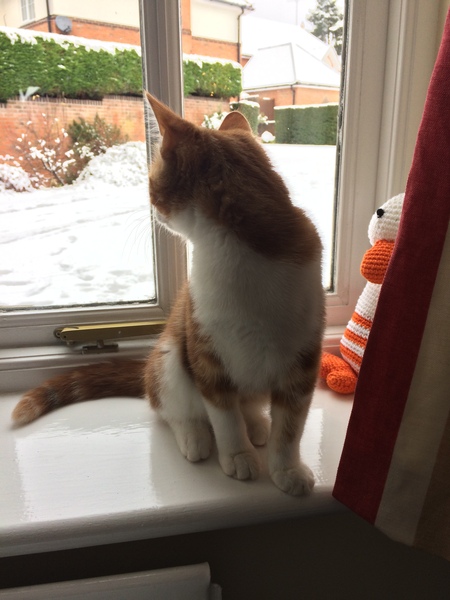Cats and snow