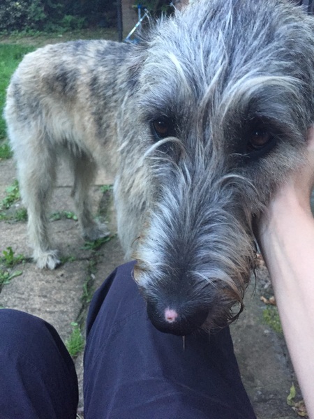 What's this under my dogs nose?