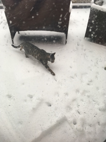 To want a cat :(