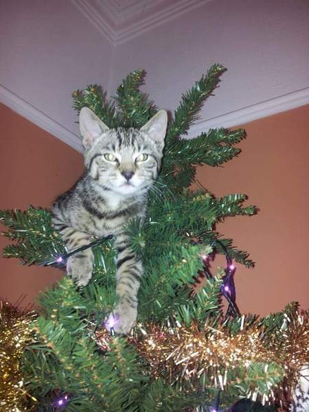 Cat climbing on christmas tree