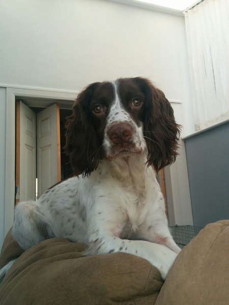 Spaniels