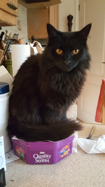 What's your DCat up to today? Episode 6, Return of the... Cats?