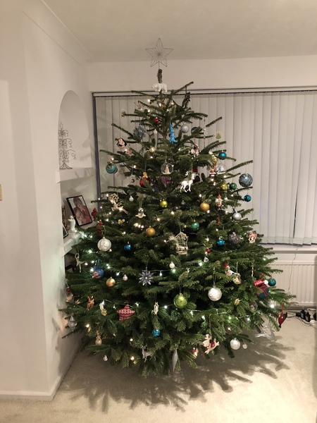 Lets see your trees!