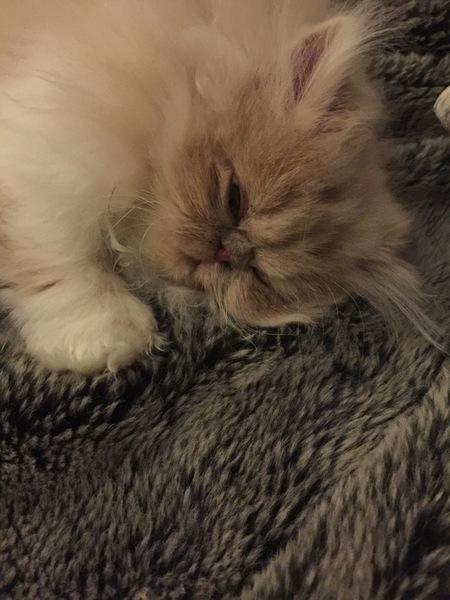 Persian kitten: How to clean sticky/ crispy fur under eyes