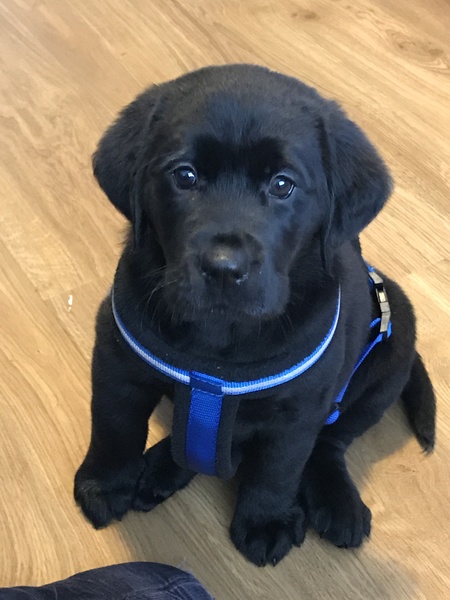 Puppy Survival Thread Part 5!