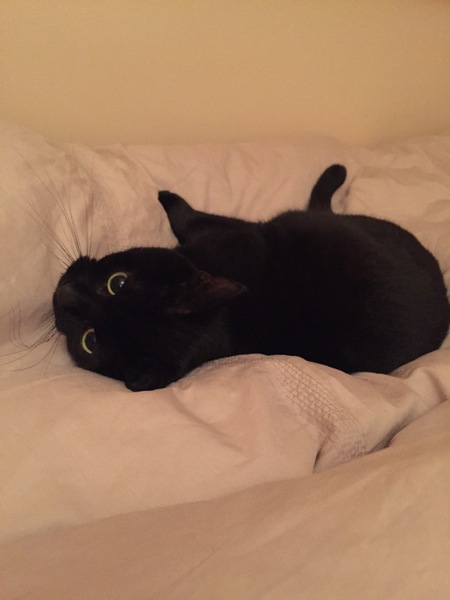 A black cat....