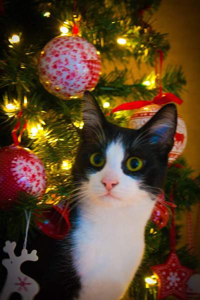 Cat climbing on christmas tree