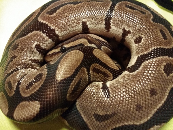 To want a little snake?