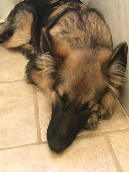 Puppy Survival Thread Part 5!