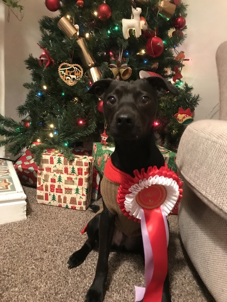 Puppy Survival Thread Part 5!