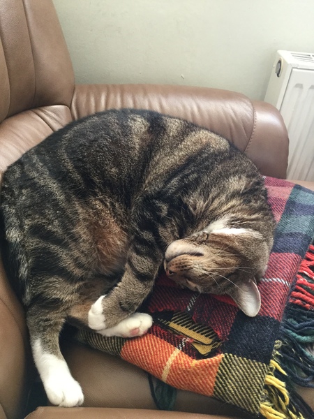 What's your DCat up to today? Episode 6, Return of the... Cats?