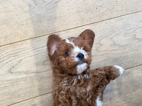 WE have had a Puppy for one week, so far he has gone to the loo outside only twice! Help!