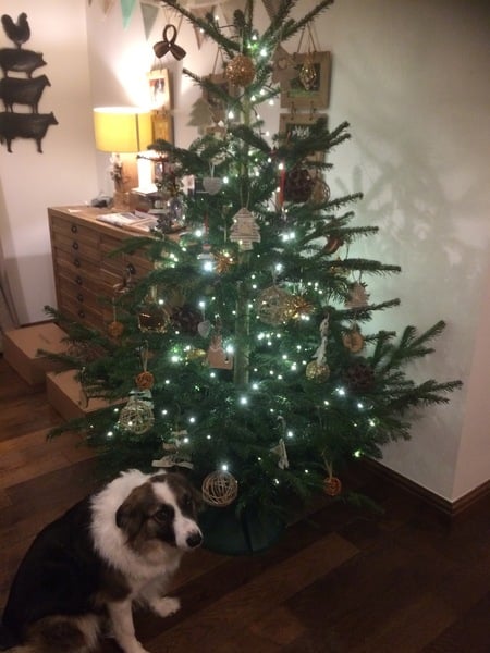 Lets see your trees!