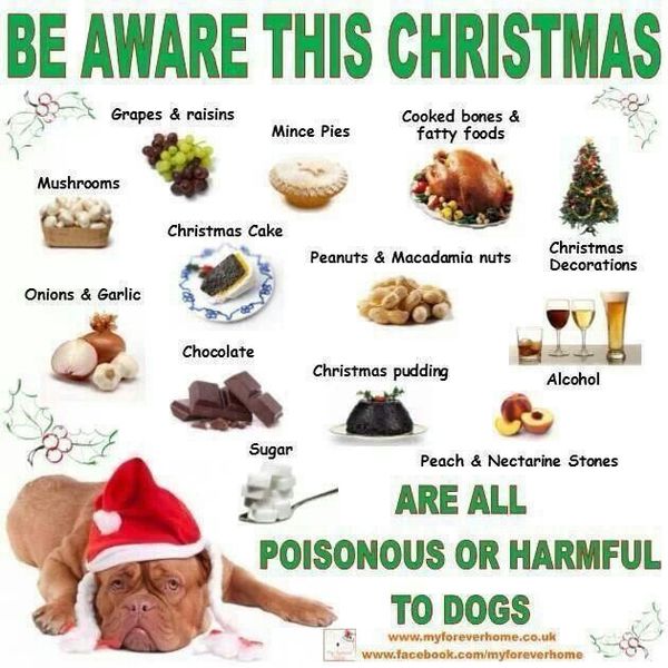 Reminder about chocolate being poisonous for dogs