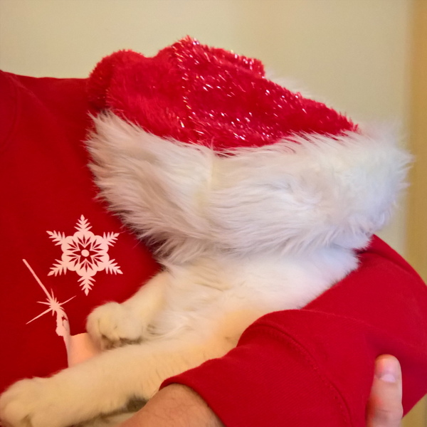 Christmas cats