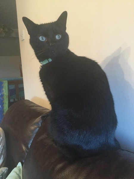 Indoor cat?