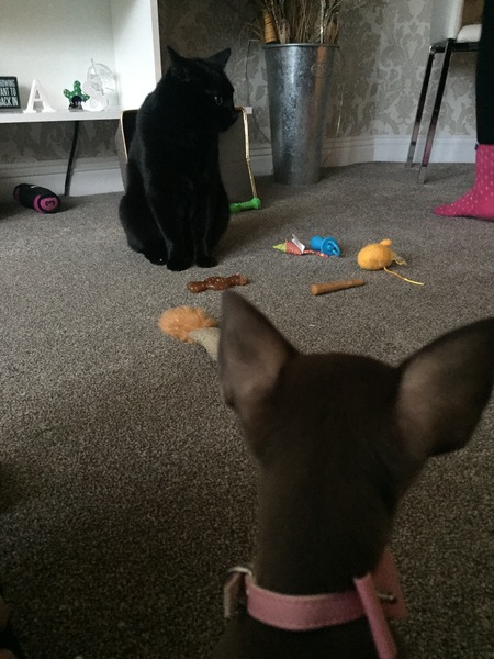 Puppy Survival Thread Part 5!