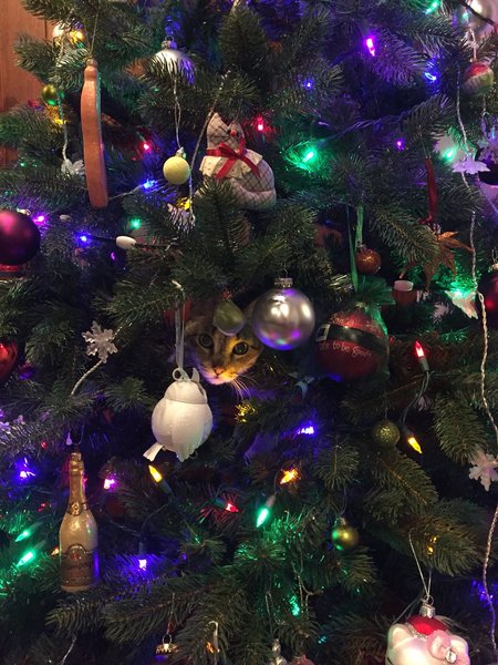 To have completely just lost my shit and spirit of Christmas?