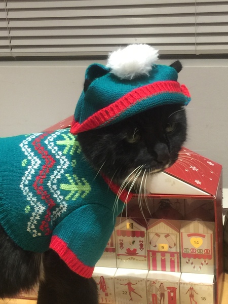 Christmas cats