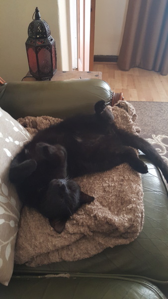 A black cat....