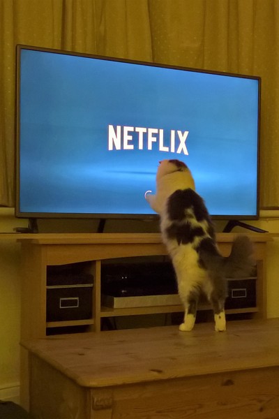 Is there one particular toy your cat is obsessed with?