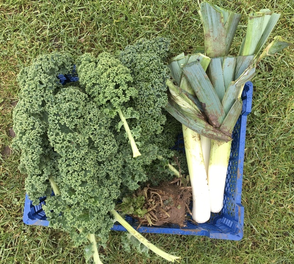 Allotment/Veg patch thread 11 'We bid  farewell to rainbow leaves but will keep plotting along'