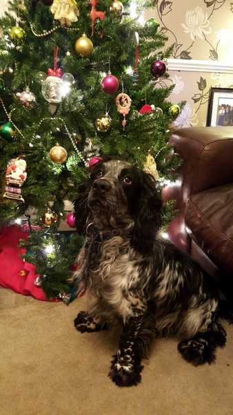 Spaniels