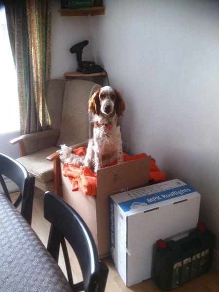 Spaniels