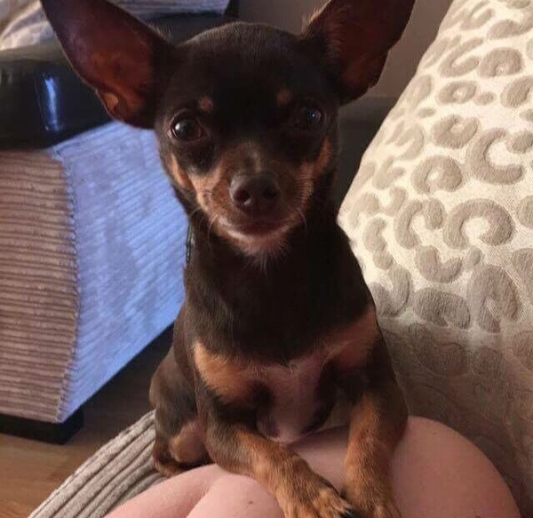Do you own a breed of dog that people pre-judge on sight?