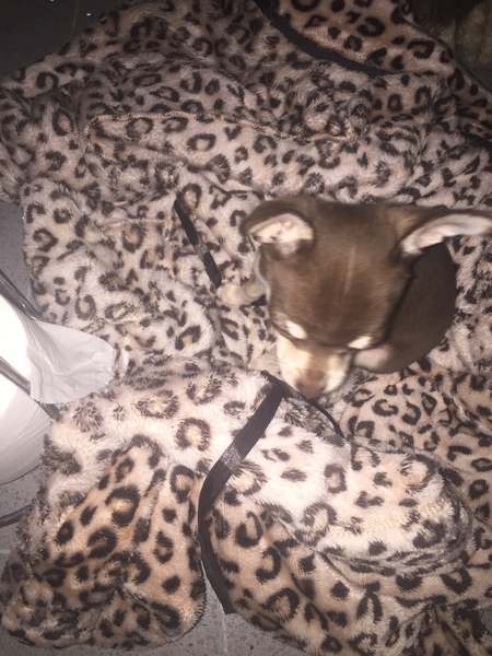 Puppy Survival Thread Part 5!