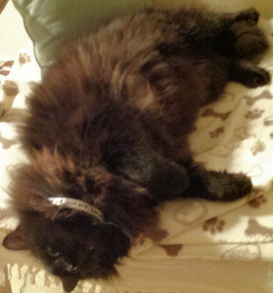 Behold my weird cute sleeping cat