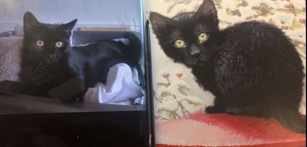 My cat is famous!!!