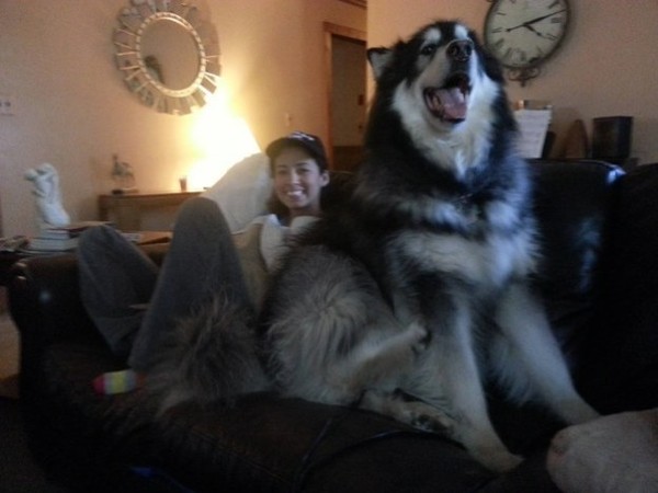 Visiting dogs