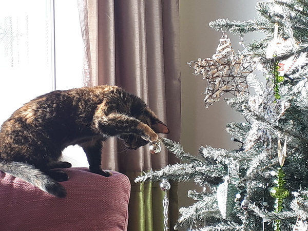 The Life Of Heidi! Adventures of a Durham kitty in Devon.