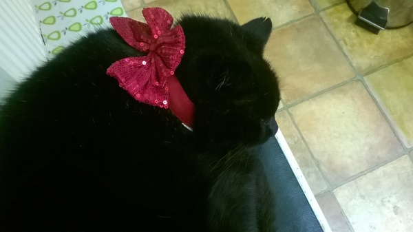 Festive Frugaleers gather round the (best value and carefully researched) Christmas Tree for support, advice and chat. All welcome.