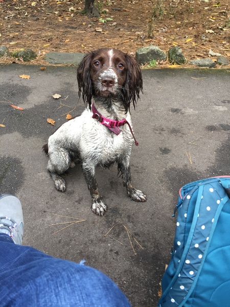 Spaniels