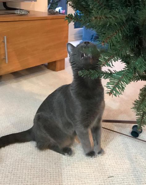 Cat climbing on christmas tree