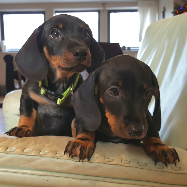 Puppy Survival Thread Part 5!