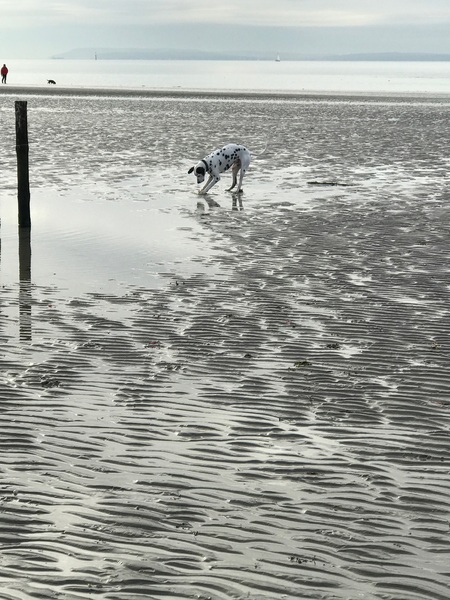 You don't have a "rescue", you have a fucking dog!
