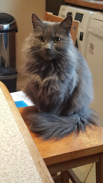 What's your DCat up to today? Episode 6, Return of the... Cats?
