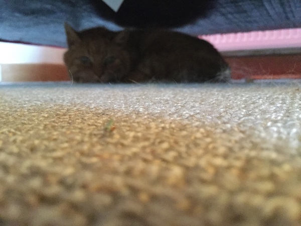 Christmas foster arrived