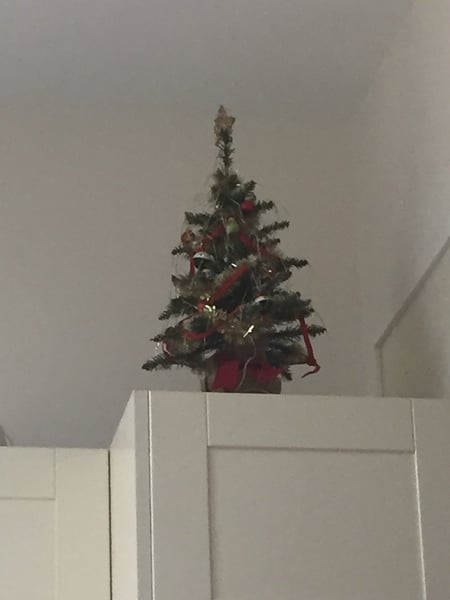 Lets see your trees!