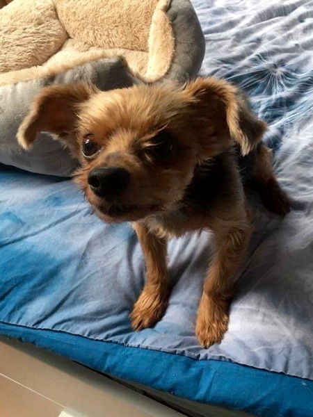 You don't have a "rescue", you have a fucking dog!