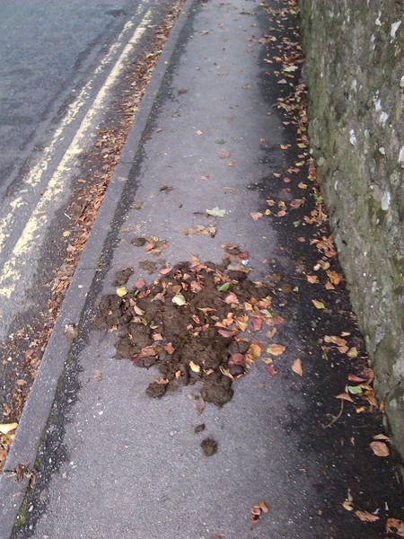 AIBU - Horse riders pick up poo?