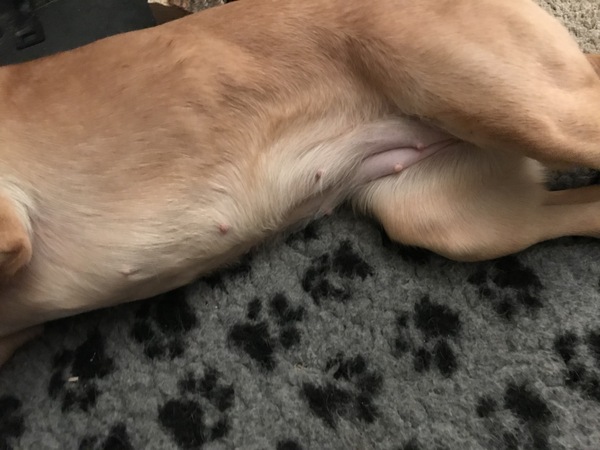 is my dog pregnant?