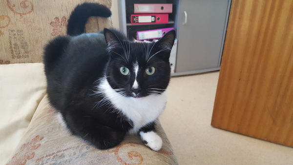 What's your DCat up to today? Episode 6, Return of the... Cats?